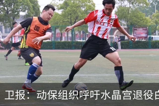 卫报：动保组织呼吁水晶宫退役白头海雕，别再用活体动物当吉祥物